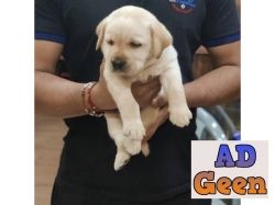 used Labrador Pups Ready For Sale Trust Kennel for sale 